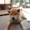 まねぞう