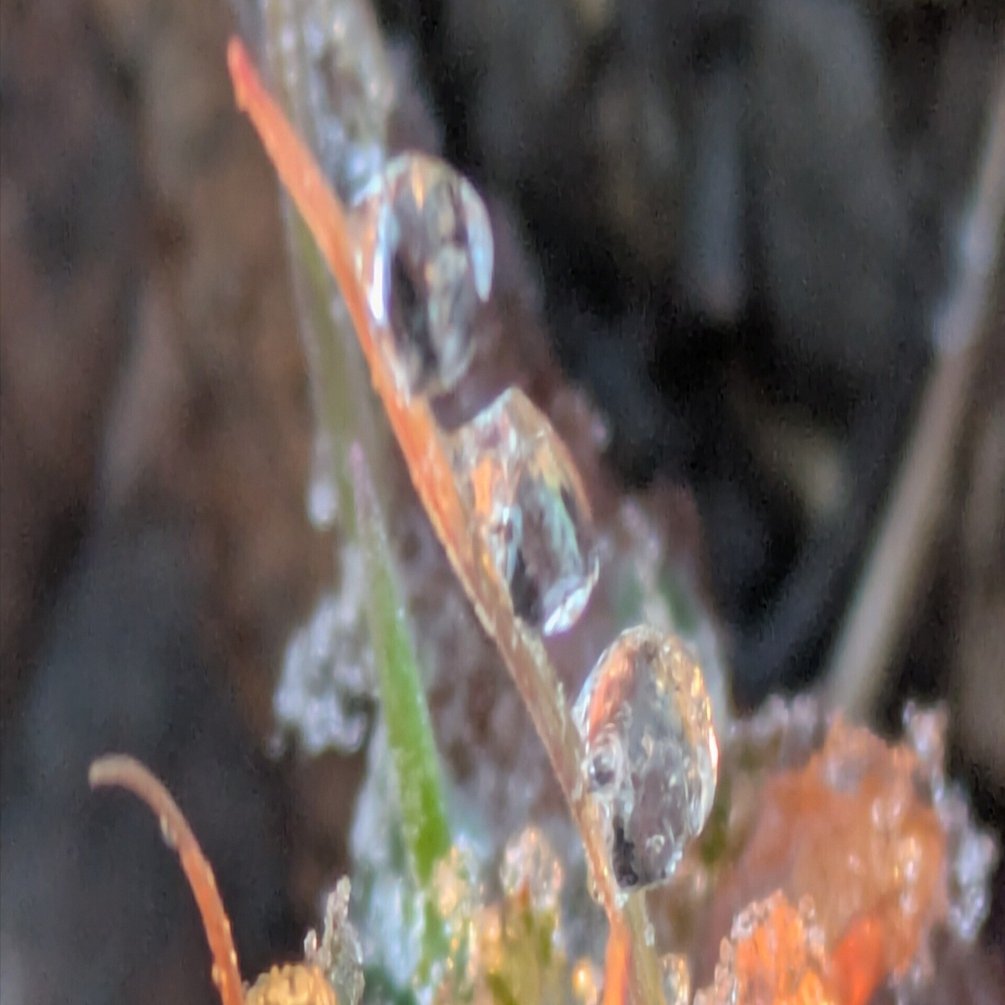 今朝の水滴⑥｜ichiro70