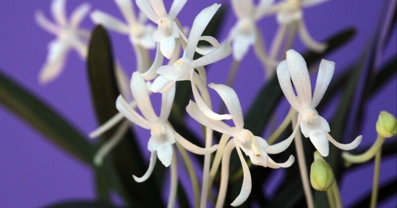 富貴蘭「建国殿」の花（過去の画像倉庫から）｜KJ Morison