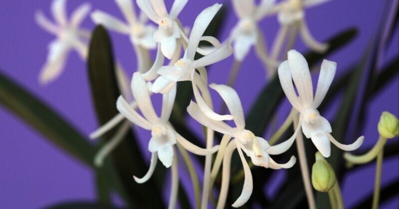 富貴蘭「建国殿」の花（過去の画像倉庫から）｜KJ Morison