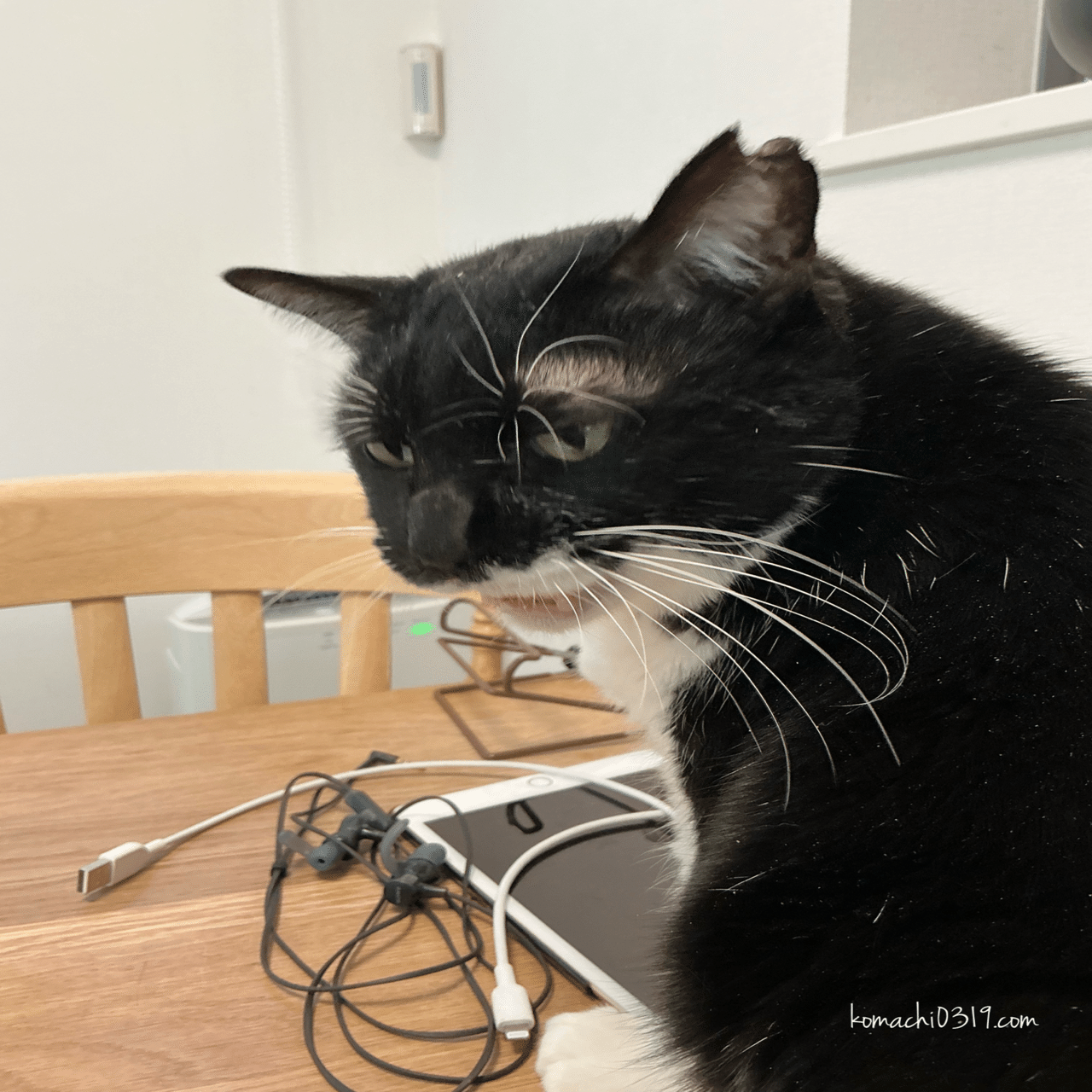 2026年2月3日 朝の猫達｜こまち