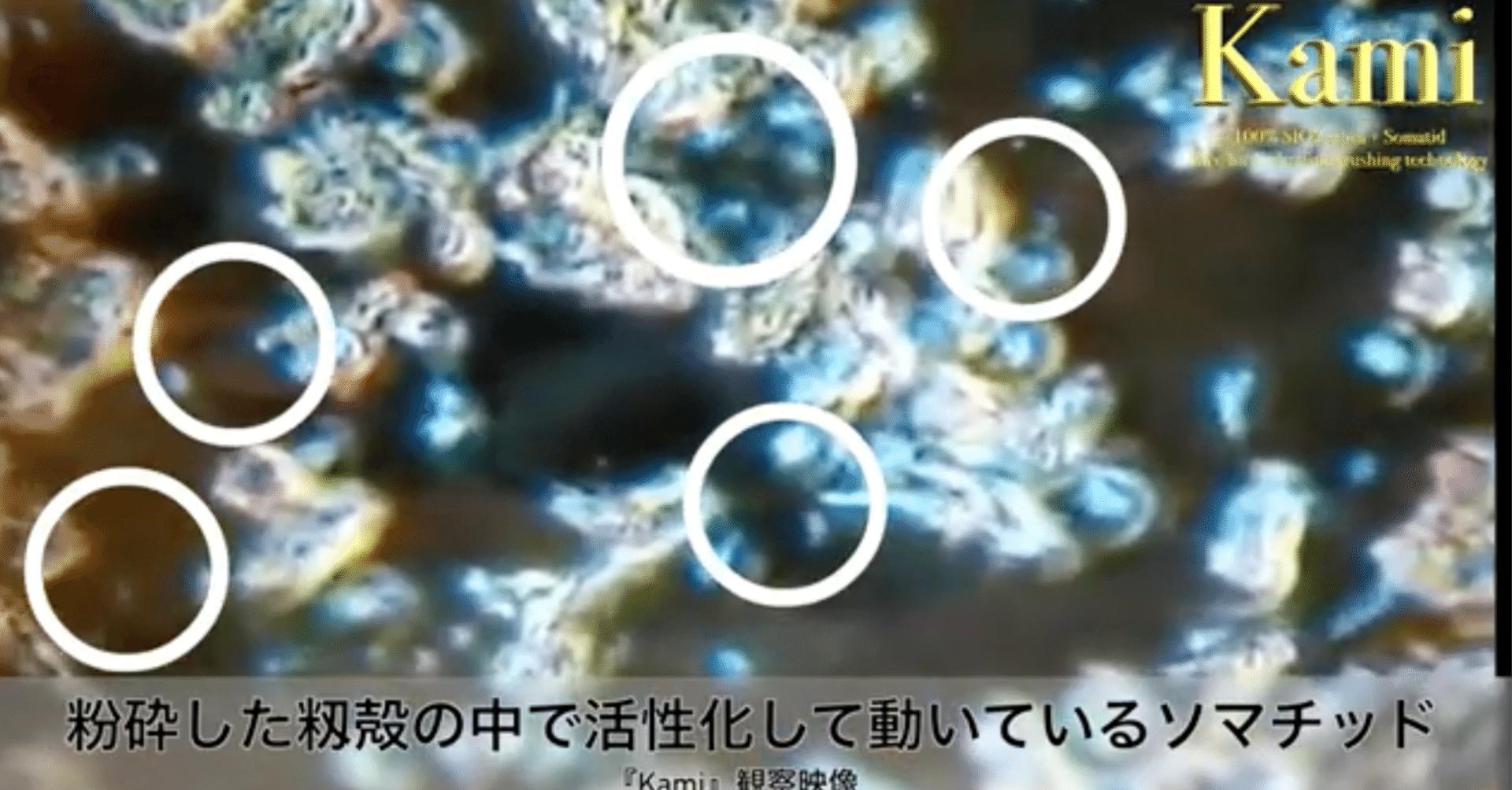 謎の生命体「ソマチッド」と妻の劇的変化｜潜在意識コーチ®︎ ｜井上義浩