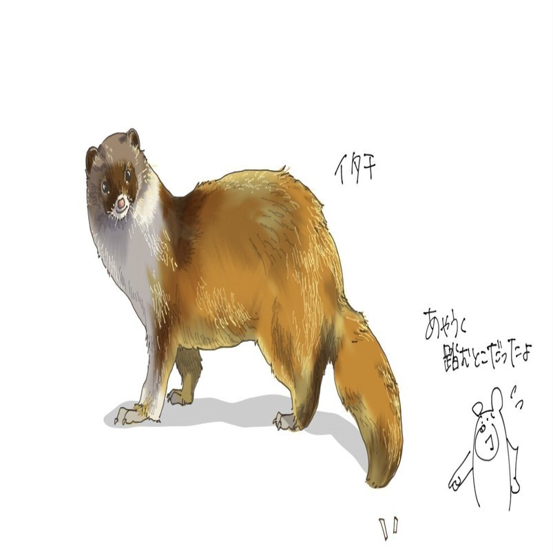 目立つところにプリっ｜イタチ｜くますけ｜自然ガイド・クリエイター