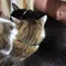 そよもと｜がんばらない健康術とメダカ日記