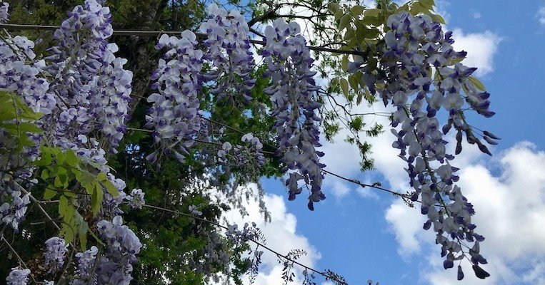 マジカルな味に驚く藤の花のコーディアル レシピ付き ヒガシリカ Note