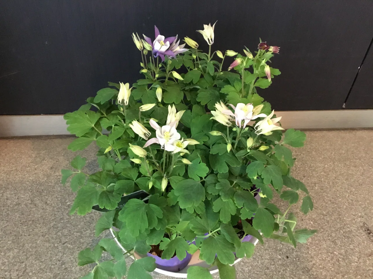 参考品　　自宅庭に咲いた花達！ 春に咲く可愛らしい花々をお庭やベランダでも楽しみましょう｜D.STYLE