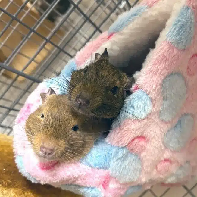 ぶたたま