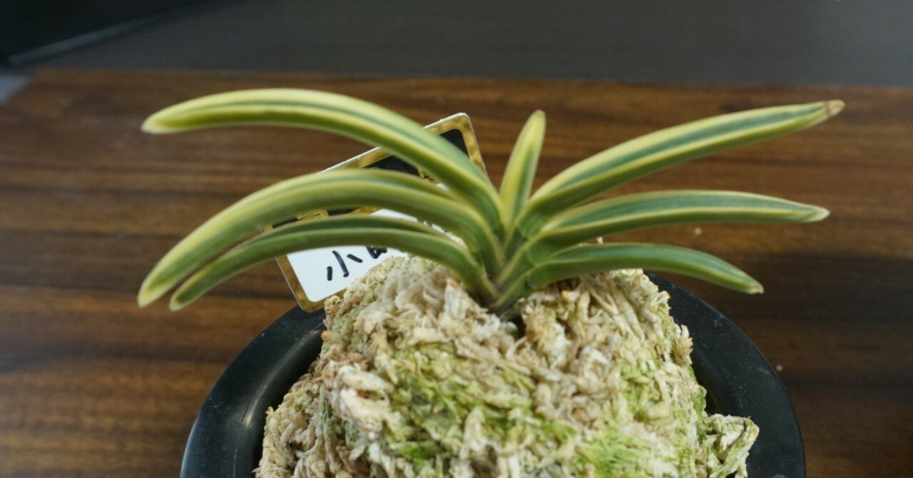 富貴蘭入門ガイド：夜に香る、日本の伝統美を楽しむ小さな蘭｜ぽどる