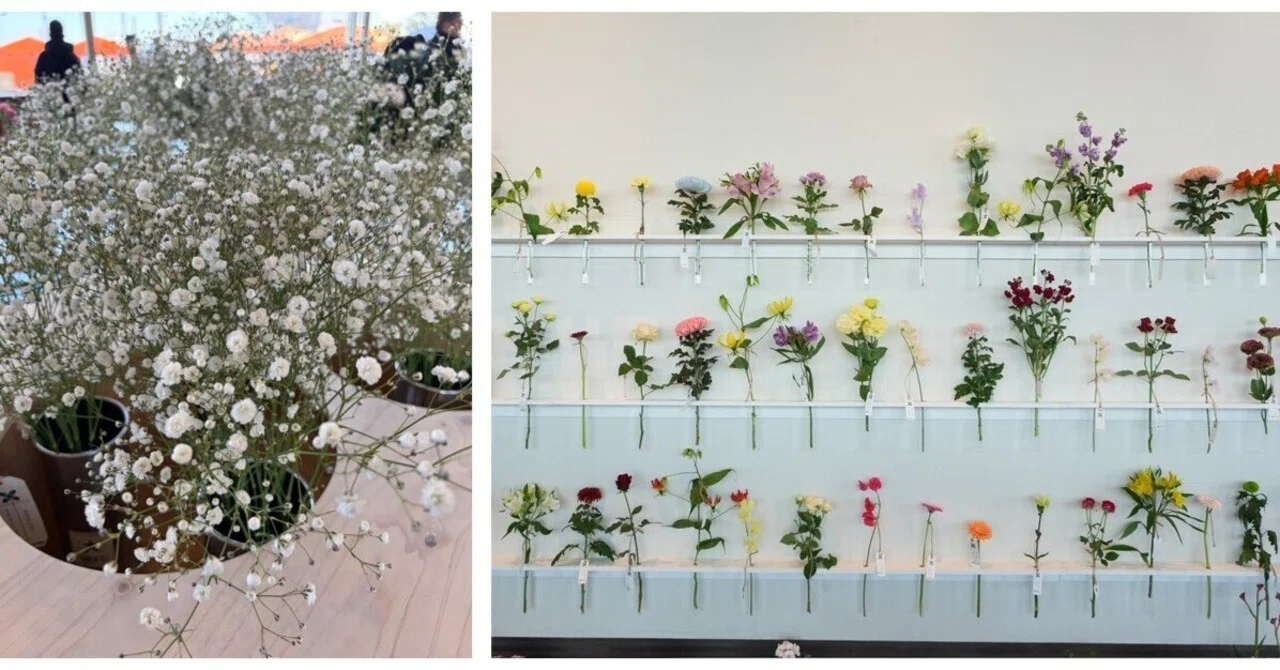 花きイベント取材・MINAMI Flower Days】“カスミソウ生産にかける思い