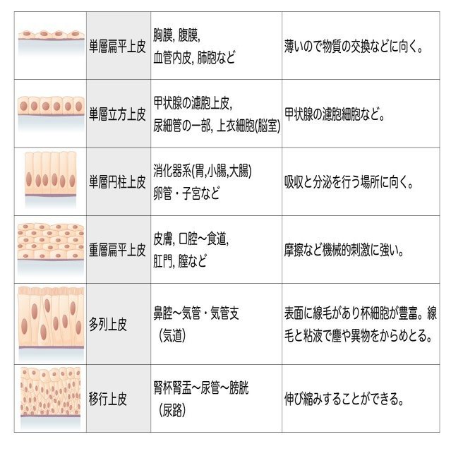 1 2 1 組織 上皮組織 解説 マガジン記事 かずひろ先生 黒澤一弘 解剖学 Note
