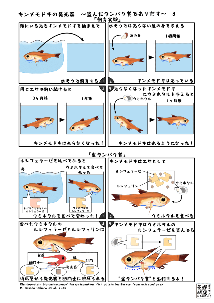 2020, Science Advances, Kleptoprotein bioluminescence: Parapriacanthus fish obtain luciferase from ostracod prey, M. Bessho-Uehara et al. より 3ページ目