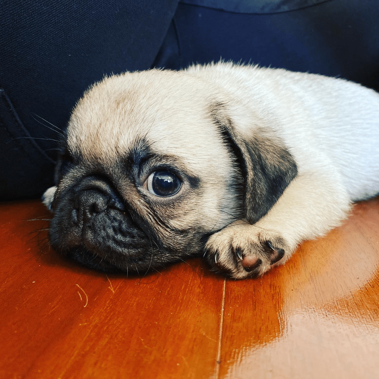 超かわいいパグたち