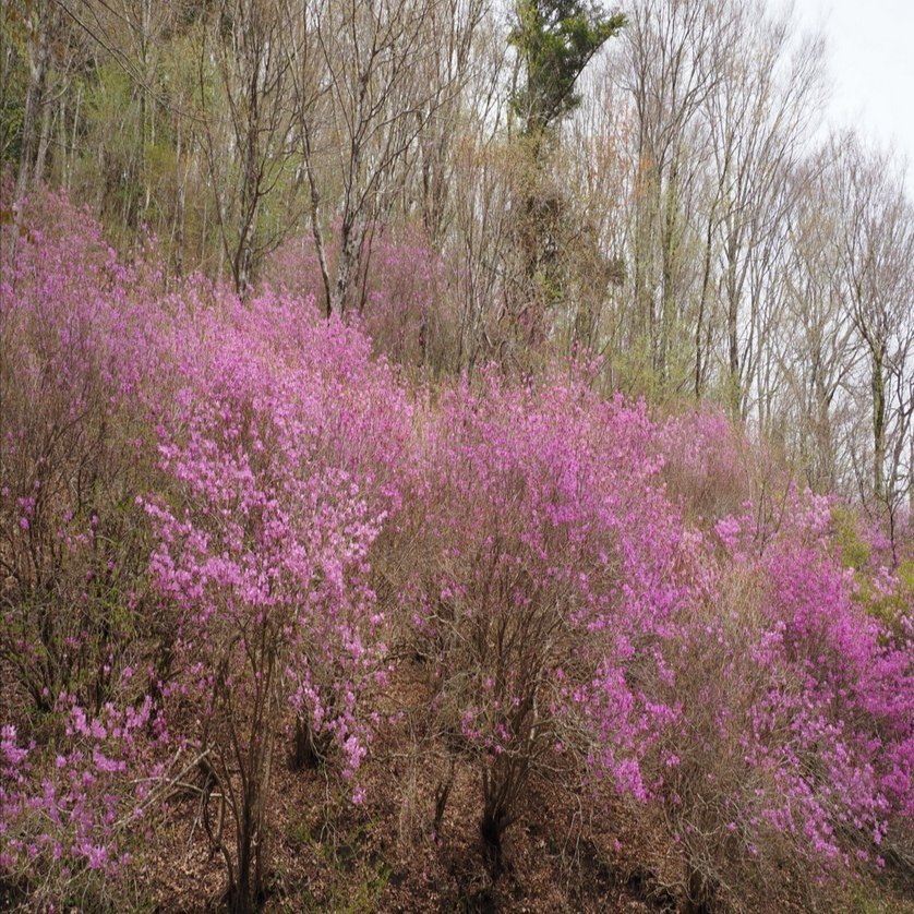 239．ミツバツツジと新緑の面ノ木｜sasayan