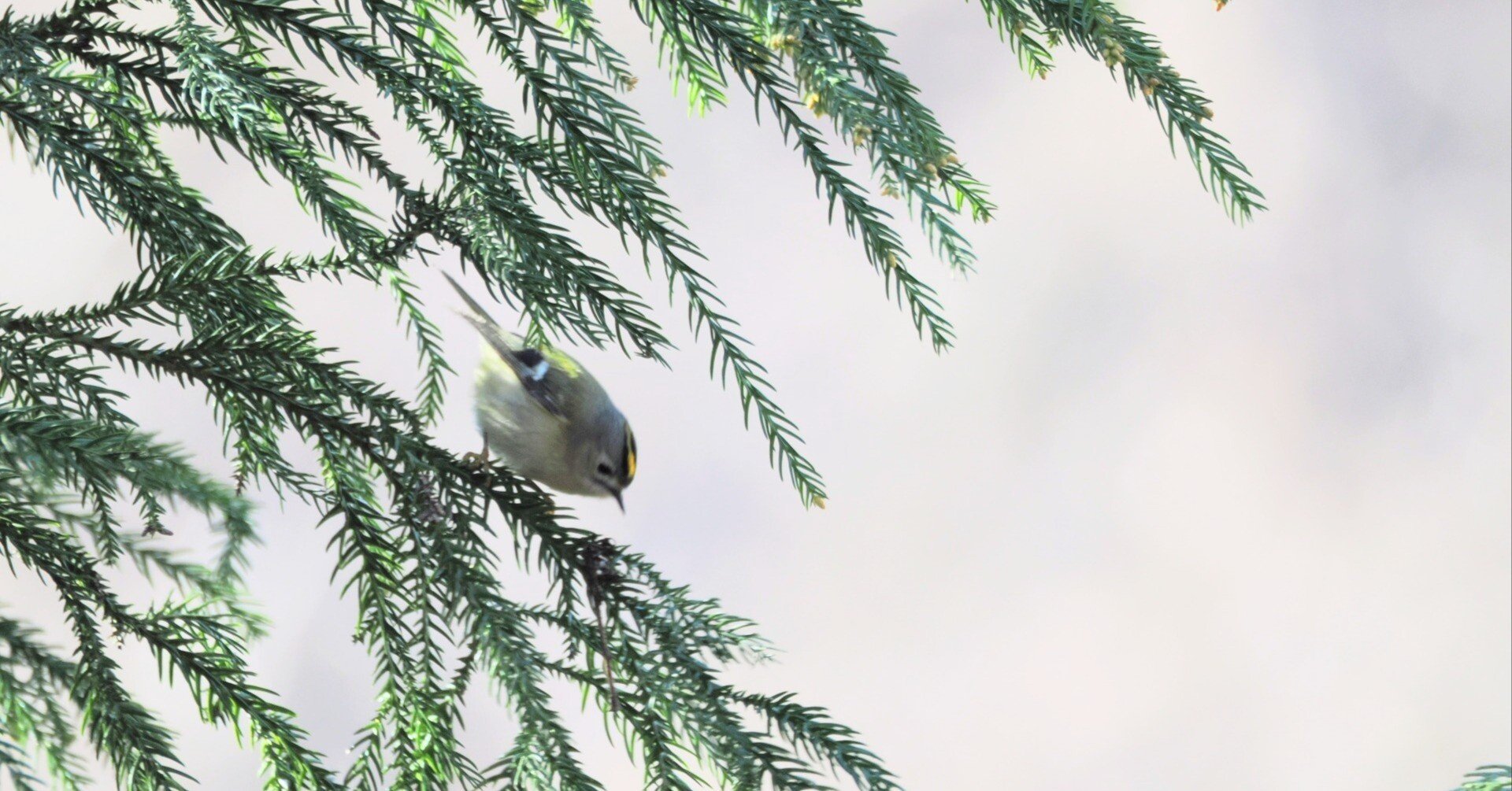 強風を避けて鳥見 2026年1月｜ちる@鳥見の時間