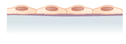 上皮組織1-単層扁平上皮