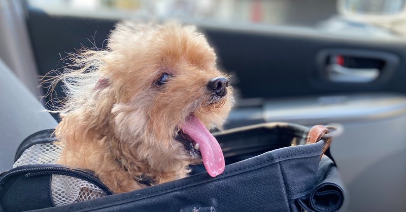 愛犬13歳 週1回の皮下点滴 を4回やってみて レモンの勇気 Note 愛犬13歳 週1回の皮下点滴 を4回やってみて レモンの勇気 Note