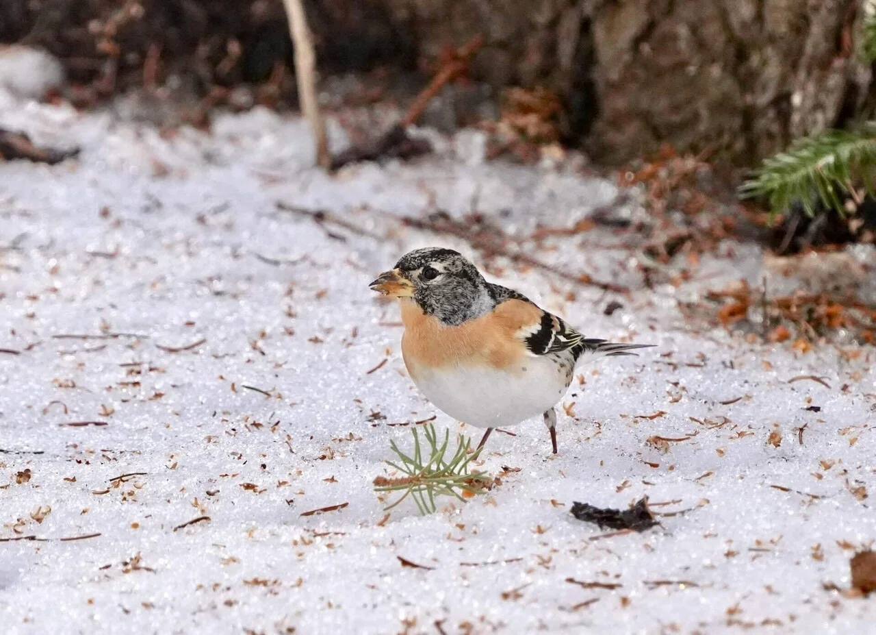やっと会えたねトラツグミさん｜北の野鳥クラブ＋