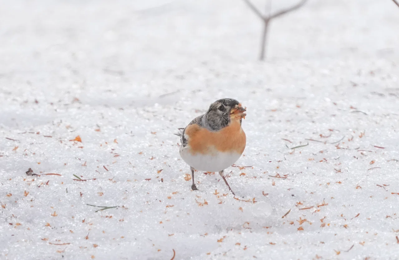 やっと会えたねトラツグミさん｜北の野鳥クラブ＋