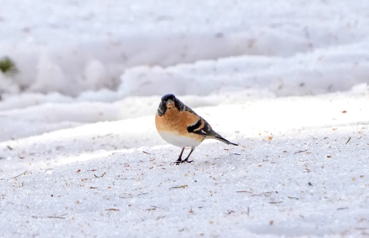やっと会えたねトラツグミさん｜北の野鳥クラブ＋