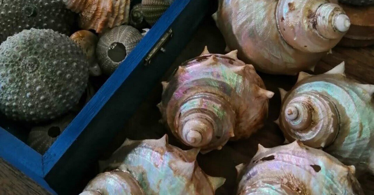 貝殻の魅力とその、あれだ｜シェテ 居酒屋千鳥