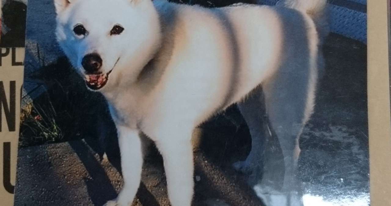 愛犬との不思議な話 みこまこ Note