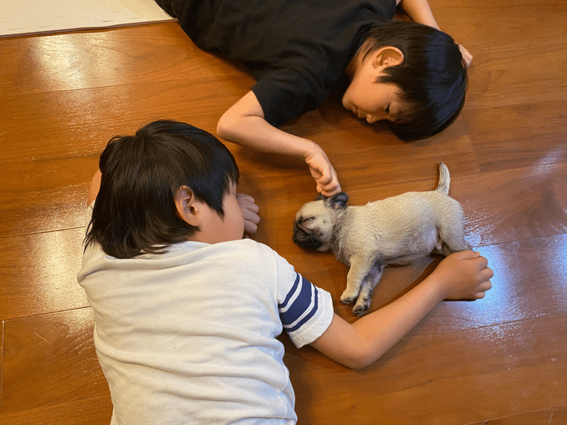次男が犬になった日 5歳 嫁公認アカウント Note
