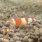 エビ﨑飲酒ログ