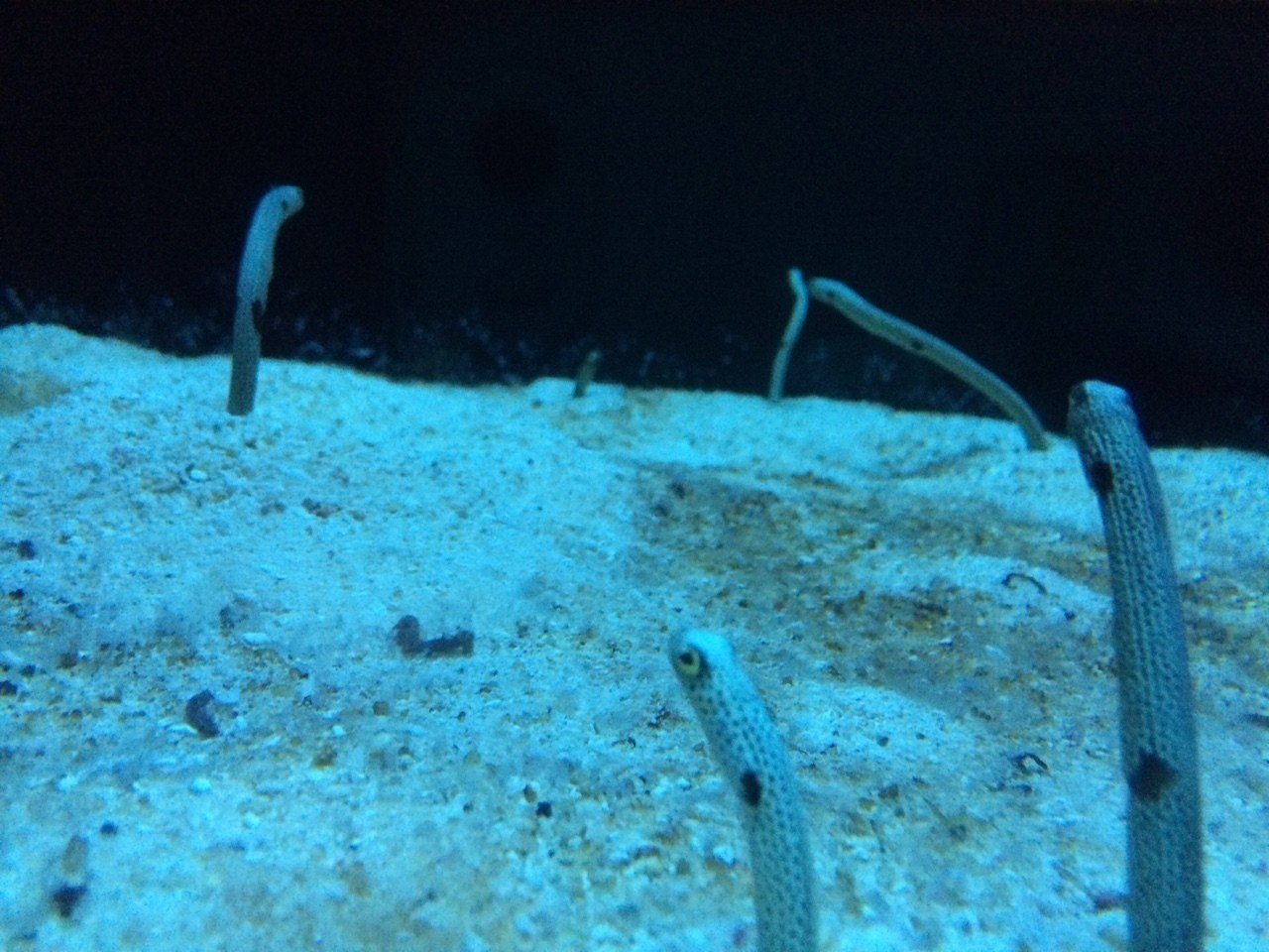 須磨海浜水族園 Arisa Note