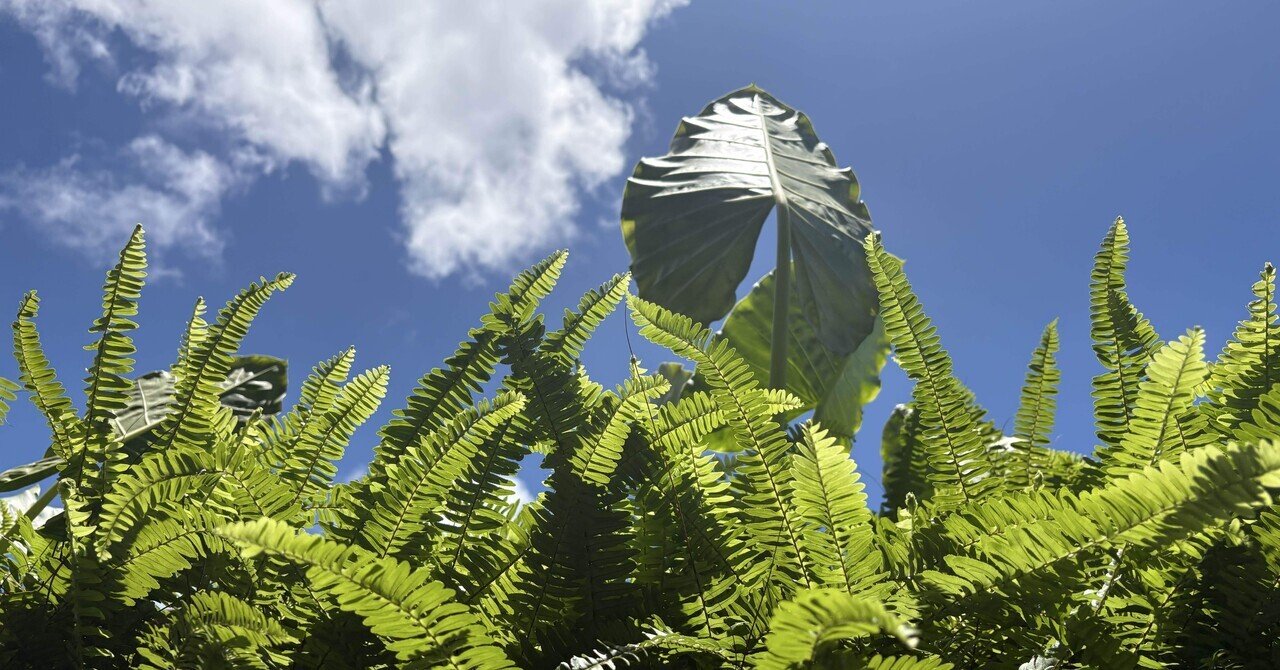 インドネシア 島暮らし 天気の良い日の自然｜マーガレット