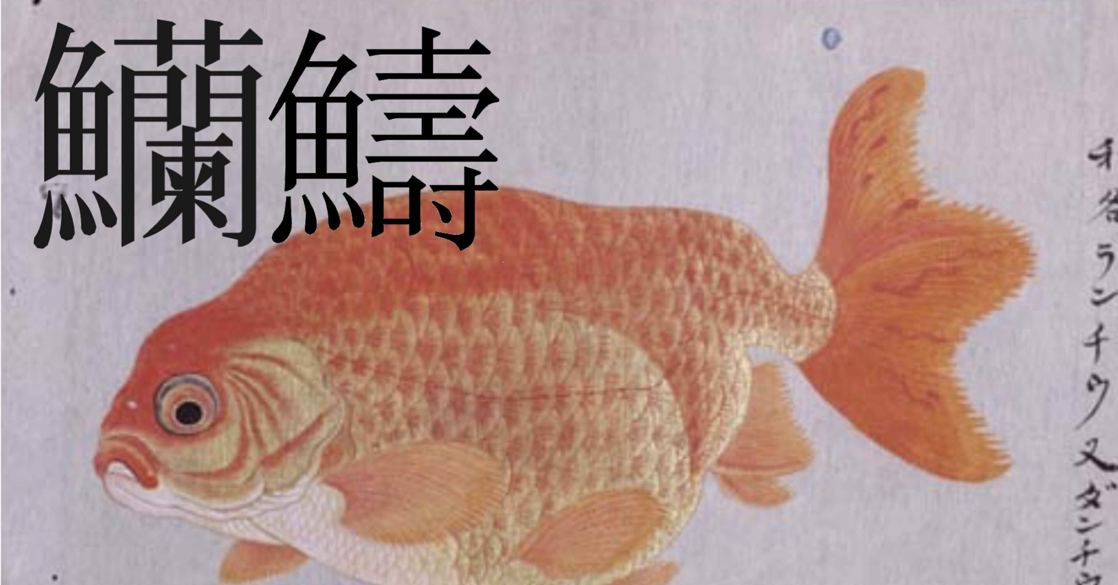 ランチュウの表記「⿰魚蘭䲖」について｜白玉庵