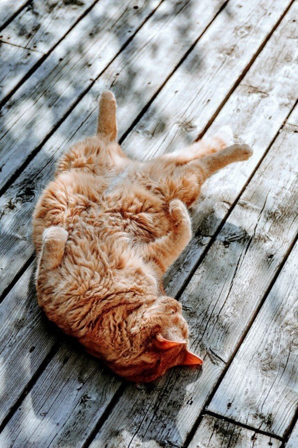 筋トレは何日おきにしたらいいの ツジヒデ Note