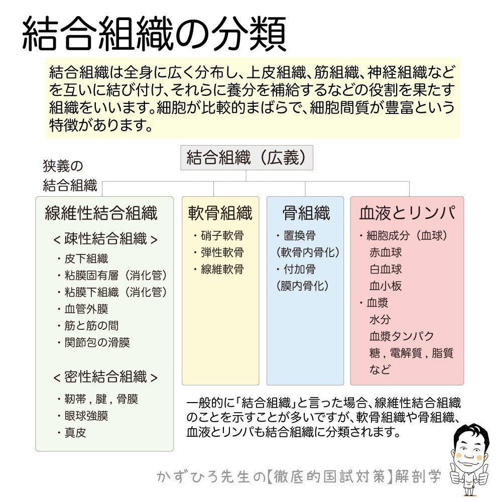 1 2 2 組織 結合組織 解説 マガジン記事 かずひろ先生 黒澤一弘 解剖学 Note