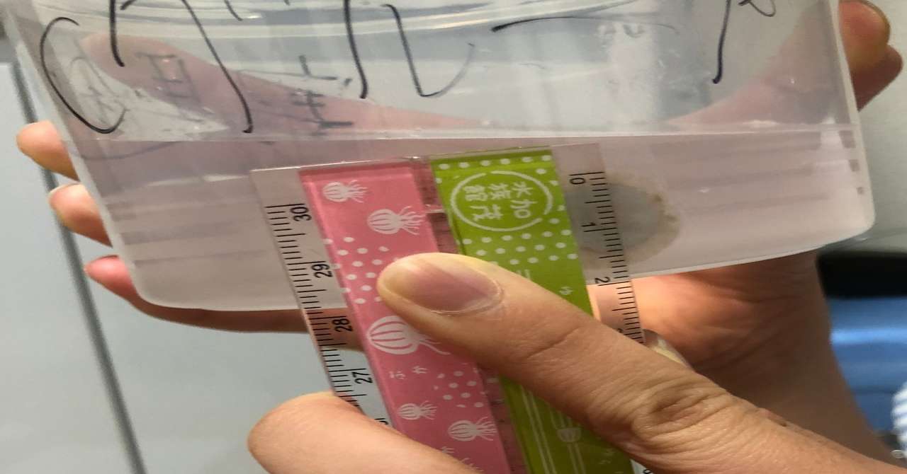サカサクラゲの研究 Coco Note