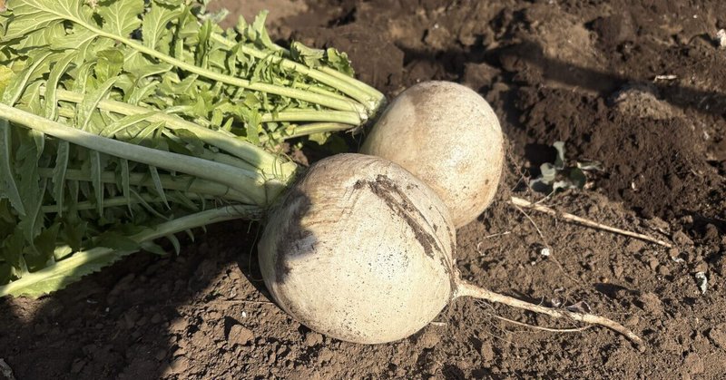 体験農園・やすじぃの農園に感謝！