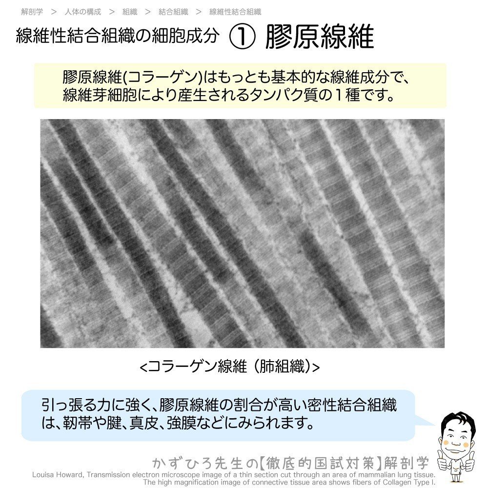 1 2 2 組織 結合組織 解説 マガジン記事 かずひろ先生 黒澤一弘 解剖学 Note 1 2 2 組織 結合組織 解説 マガジン記事 かずひろ先生 黒澤一弘 解剖学 Note