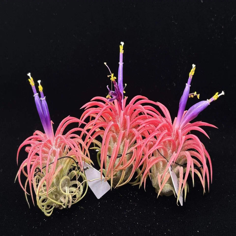 ionantha