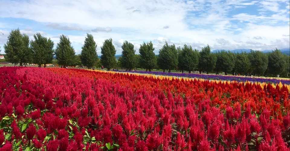 東京都教員採用試験の小論文対策 小学校ver 私学教員 転職の鬼 Note