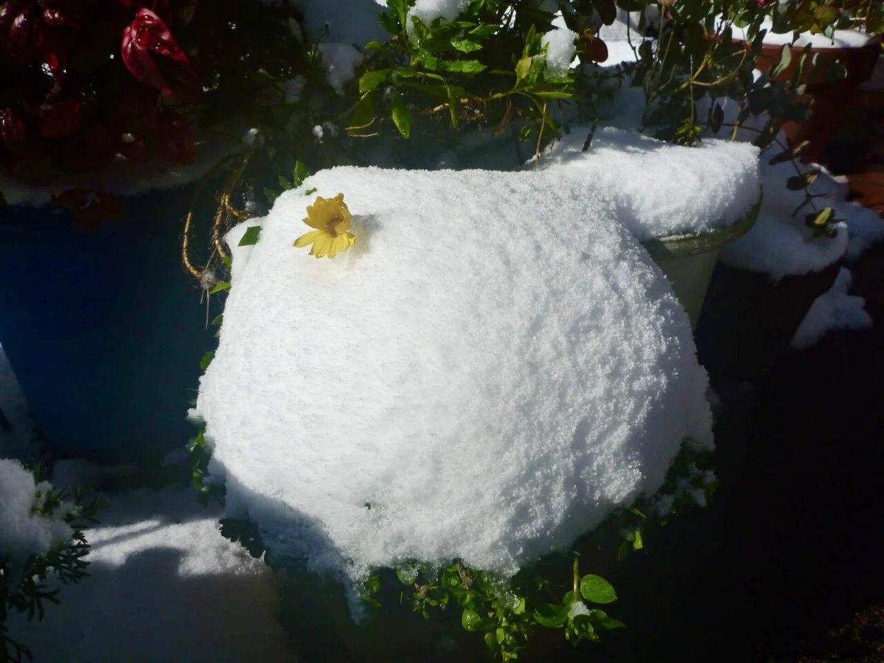 雪に埋もれた植物たち、そして暮らしの感覚｜ないものはない 海士町