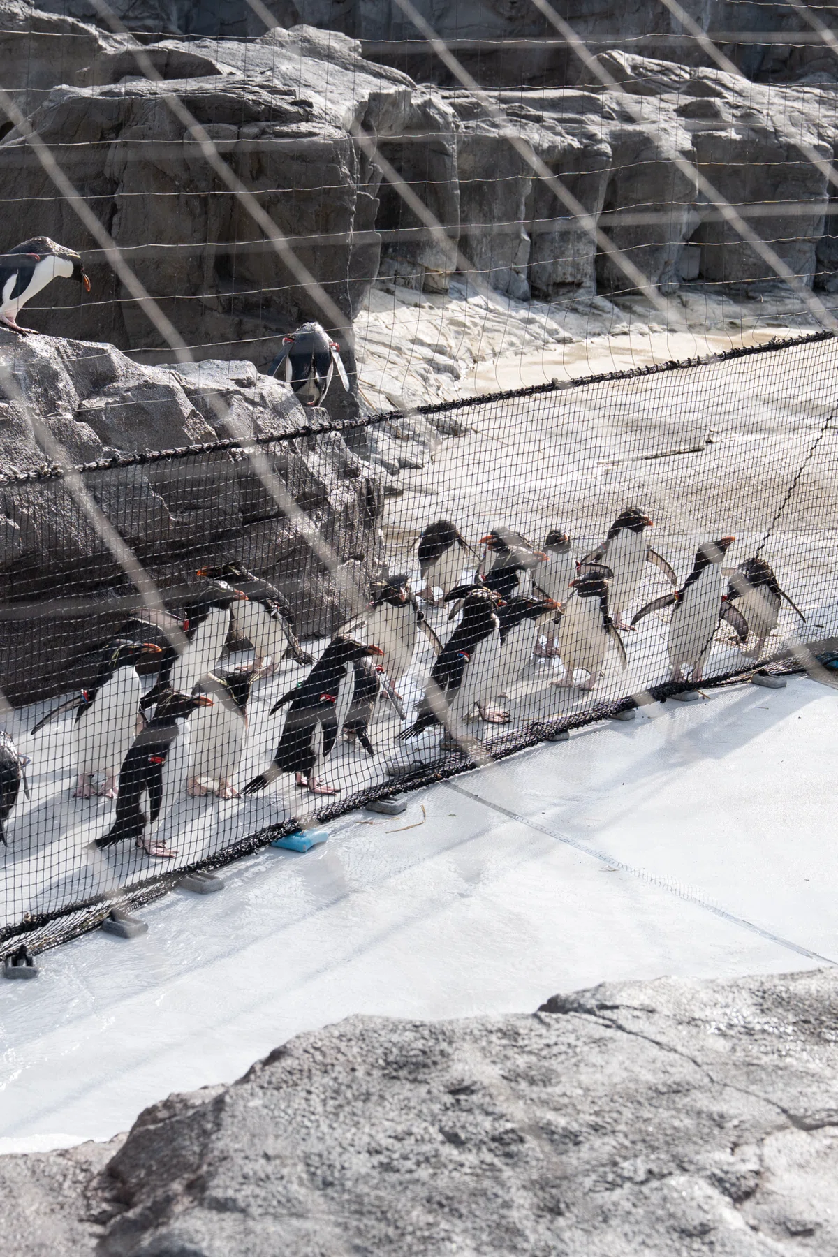 500種以上の生き物と会える水族館で撮影してみた(葛西臨海水族園