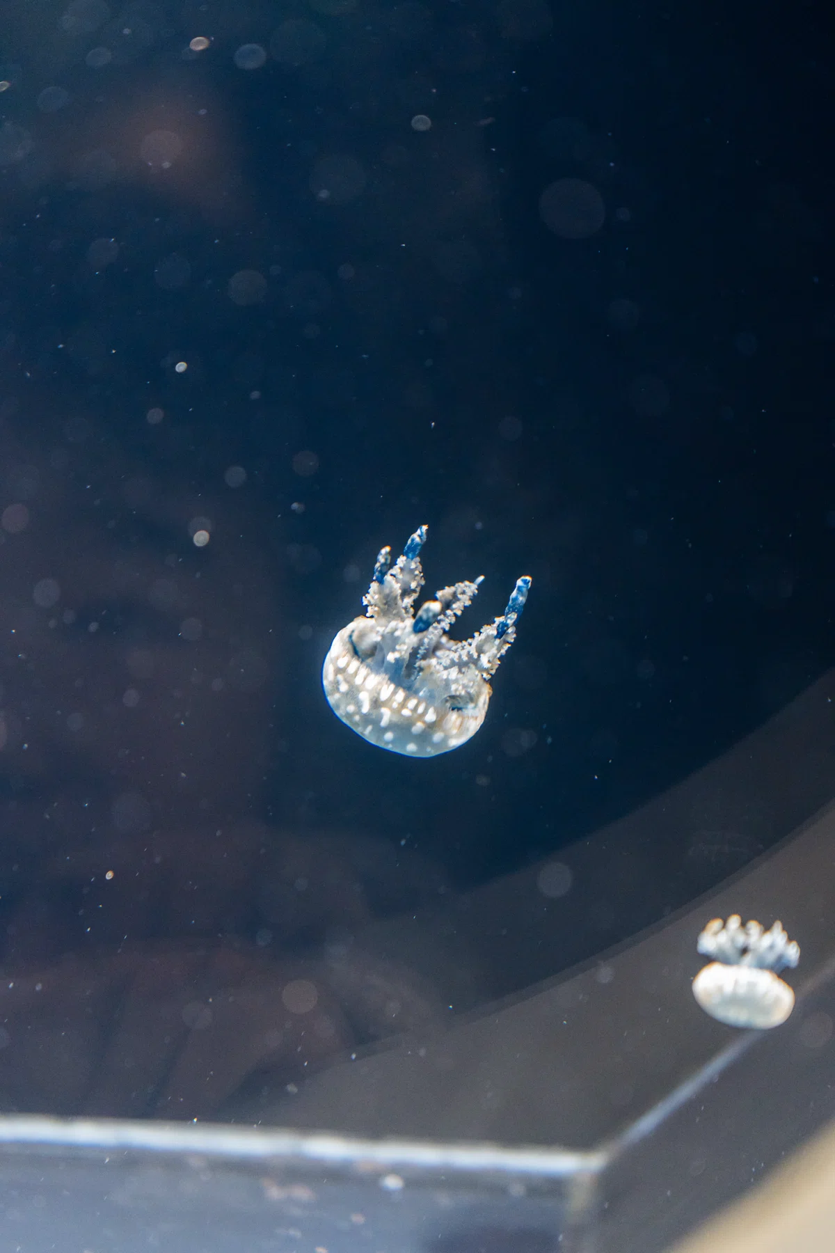 (※レア)サイサイ生写真一枚300~ 500種以上の生き物と会える水族館で撮影してみた(葛西臨海水族園