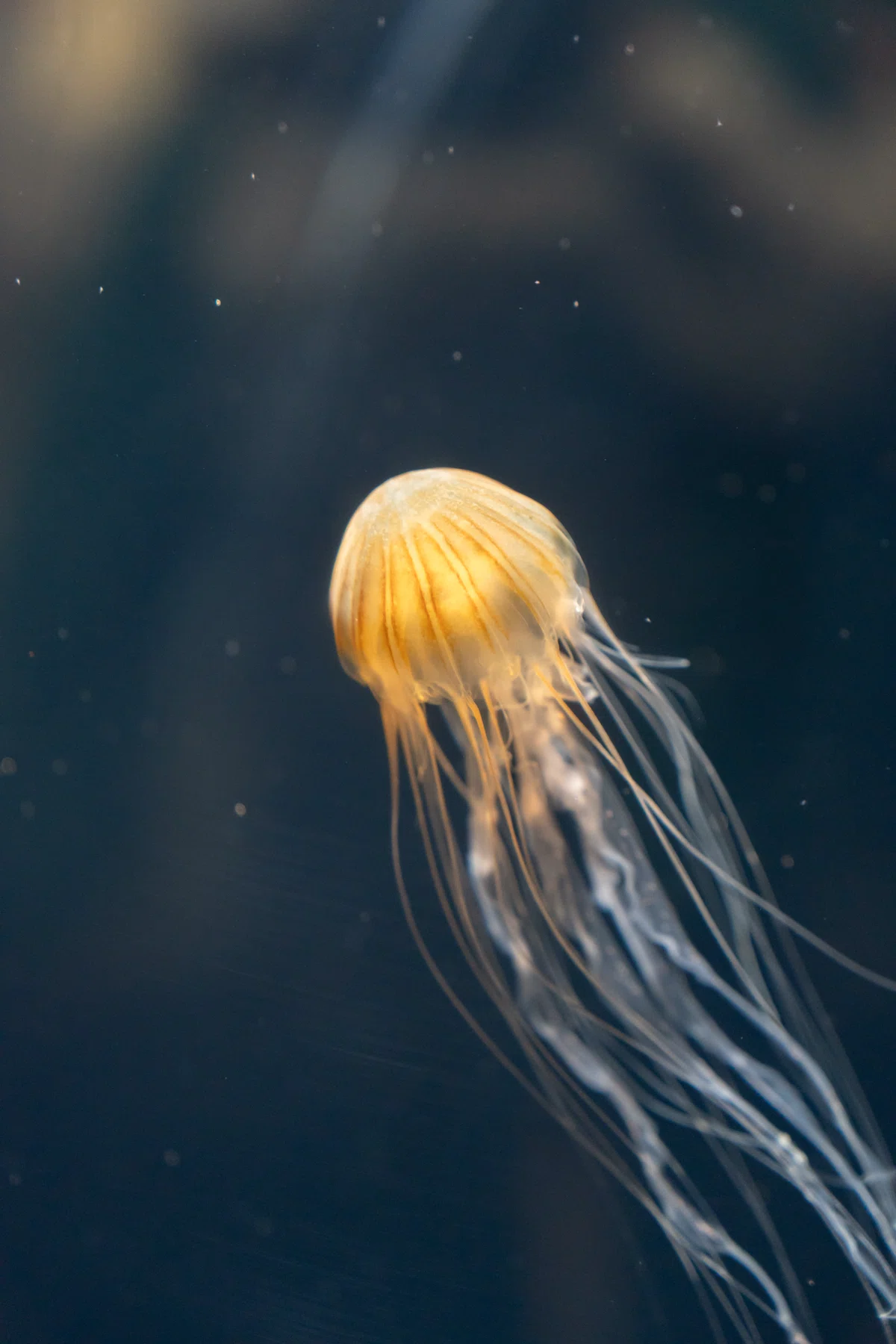 500種以上の生き物と会える水族館で撮影してみた(葛西臨海水族園
