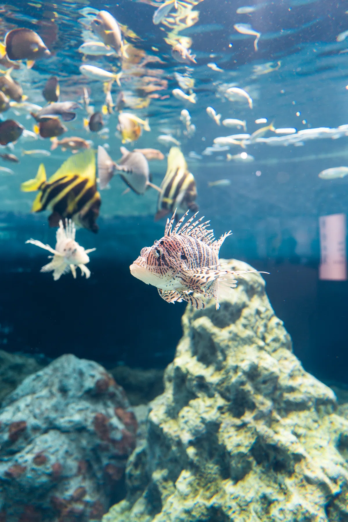 500種以上の生き物と会える水族館で撮影してみた(葛西臨海水族園