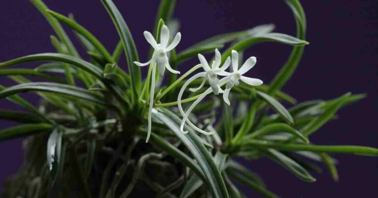 富貴蘭「琥珀の石附」の花（過去の画像倉庫から）｜KJ Morison