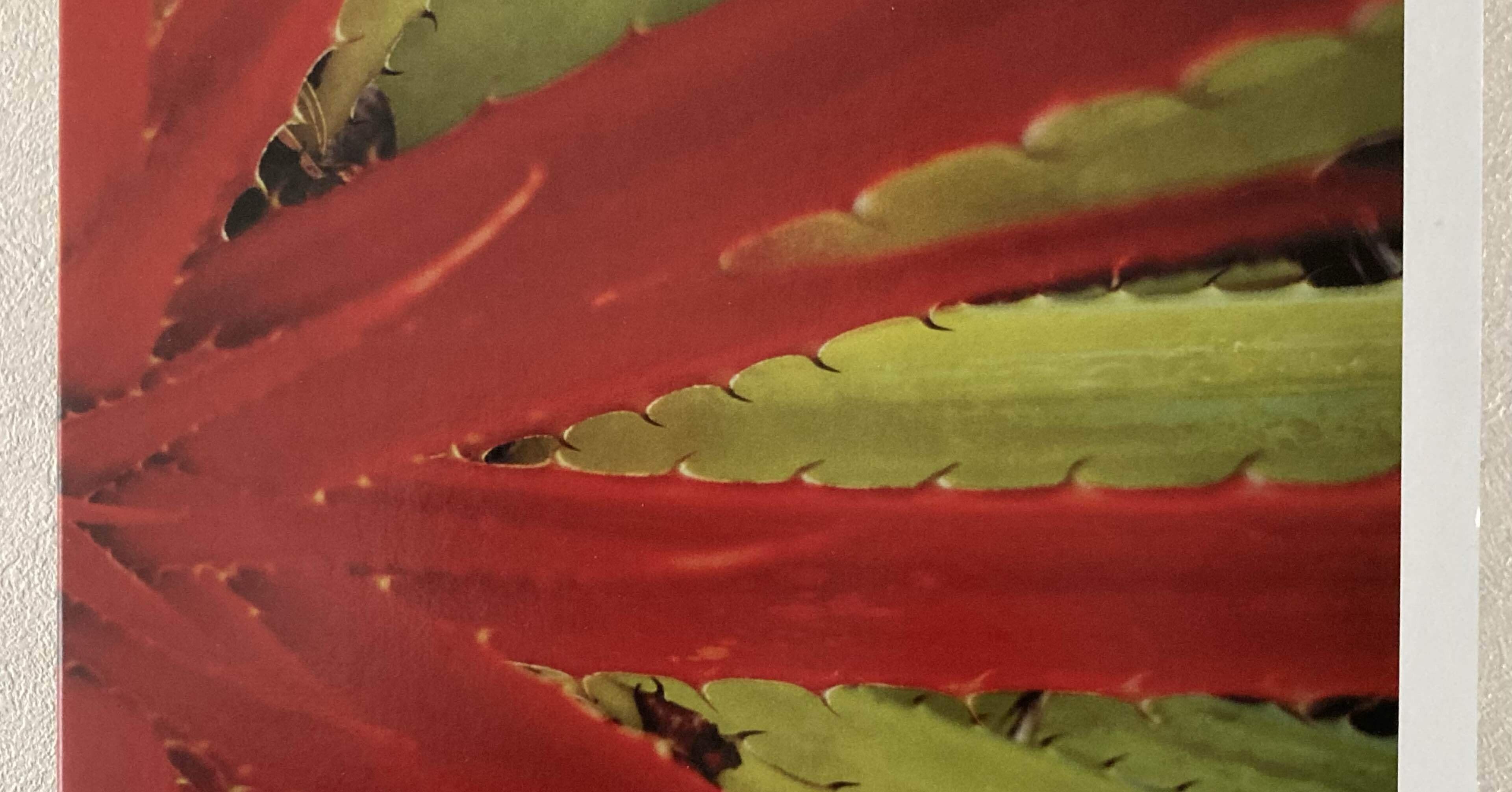 音楽レビュー】 #1 - Jejune / This Afternoons Malady｜overaaaaa