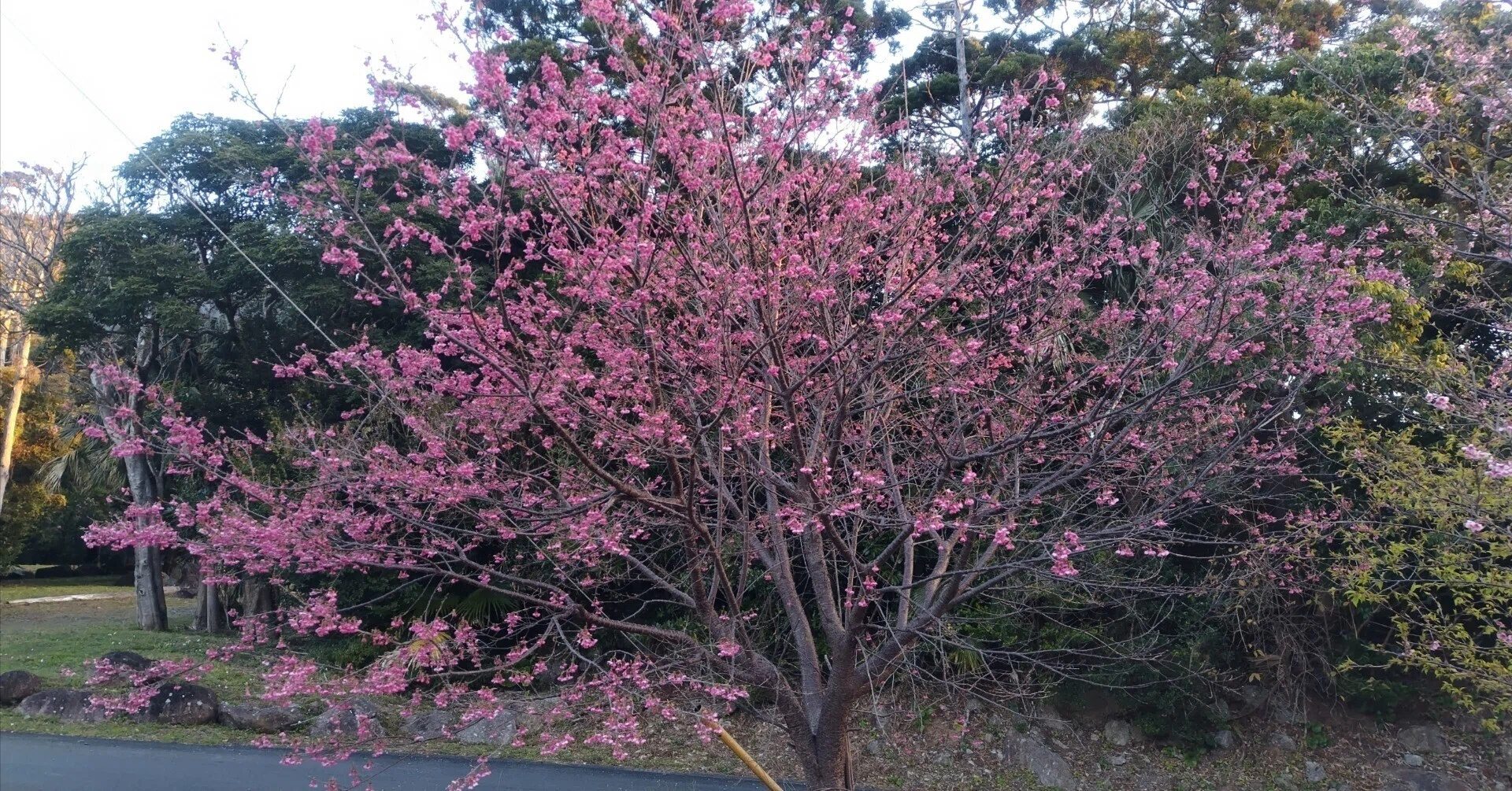 3つの桜と、屋久島の立春｜あゆみの森こども園｜屋久島