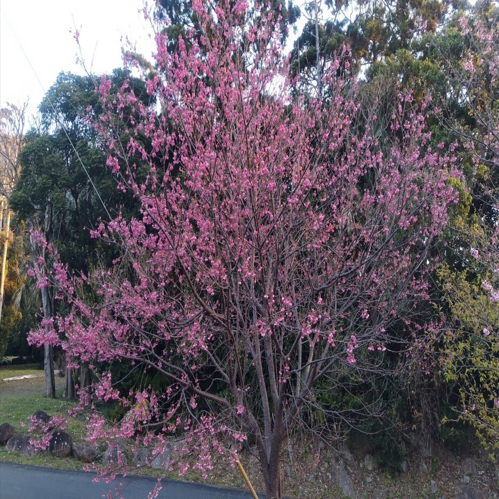 3つの桜と、屋久島の立春｜あゆみの森こども園｜屋久島