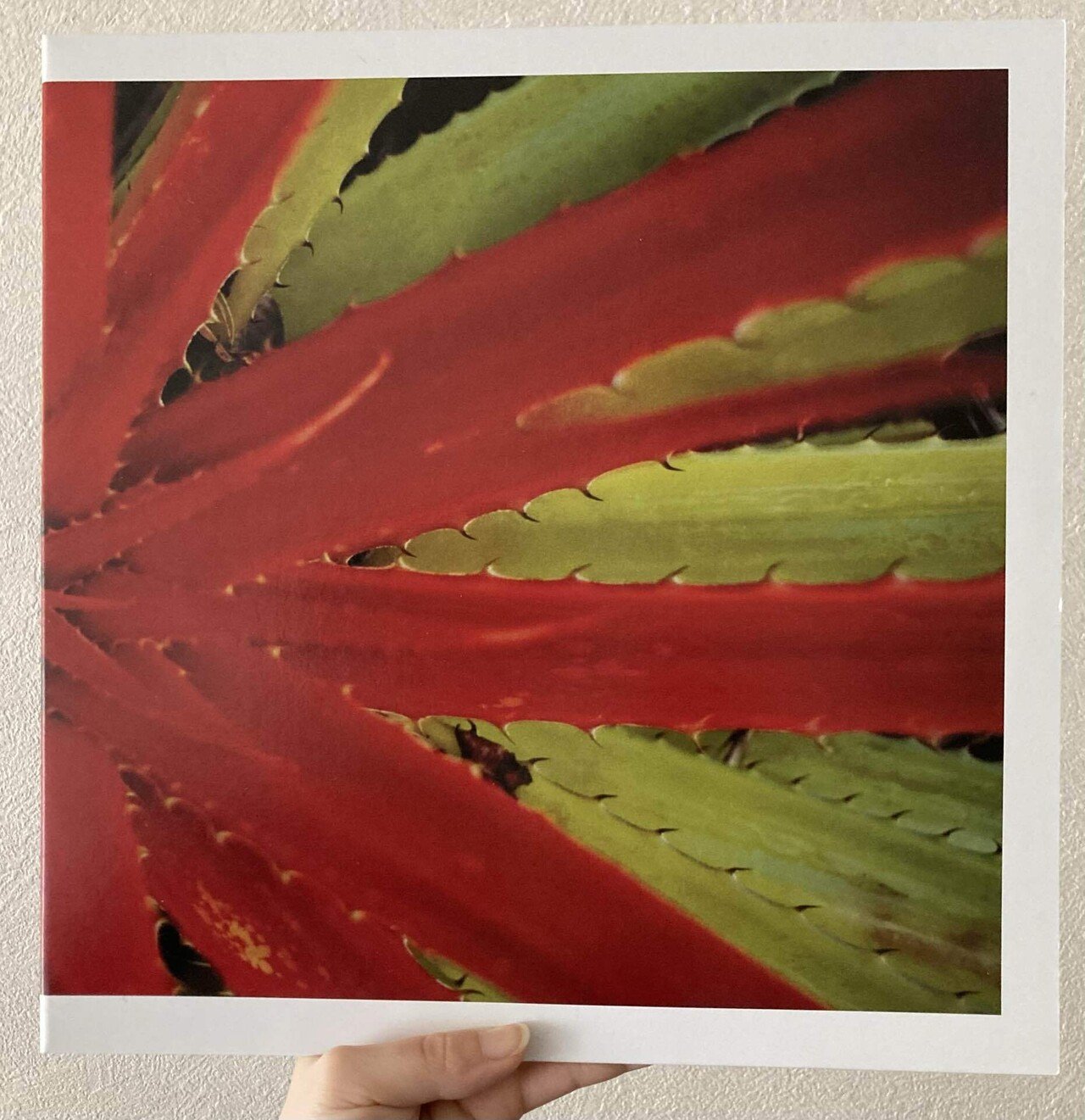 音楽レビュー】 #1 - Jejune / This Afternoons Malady｜overaaaaa