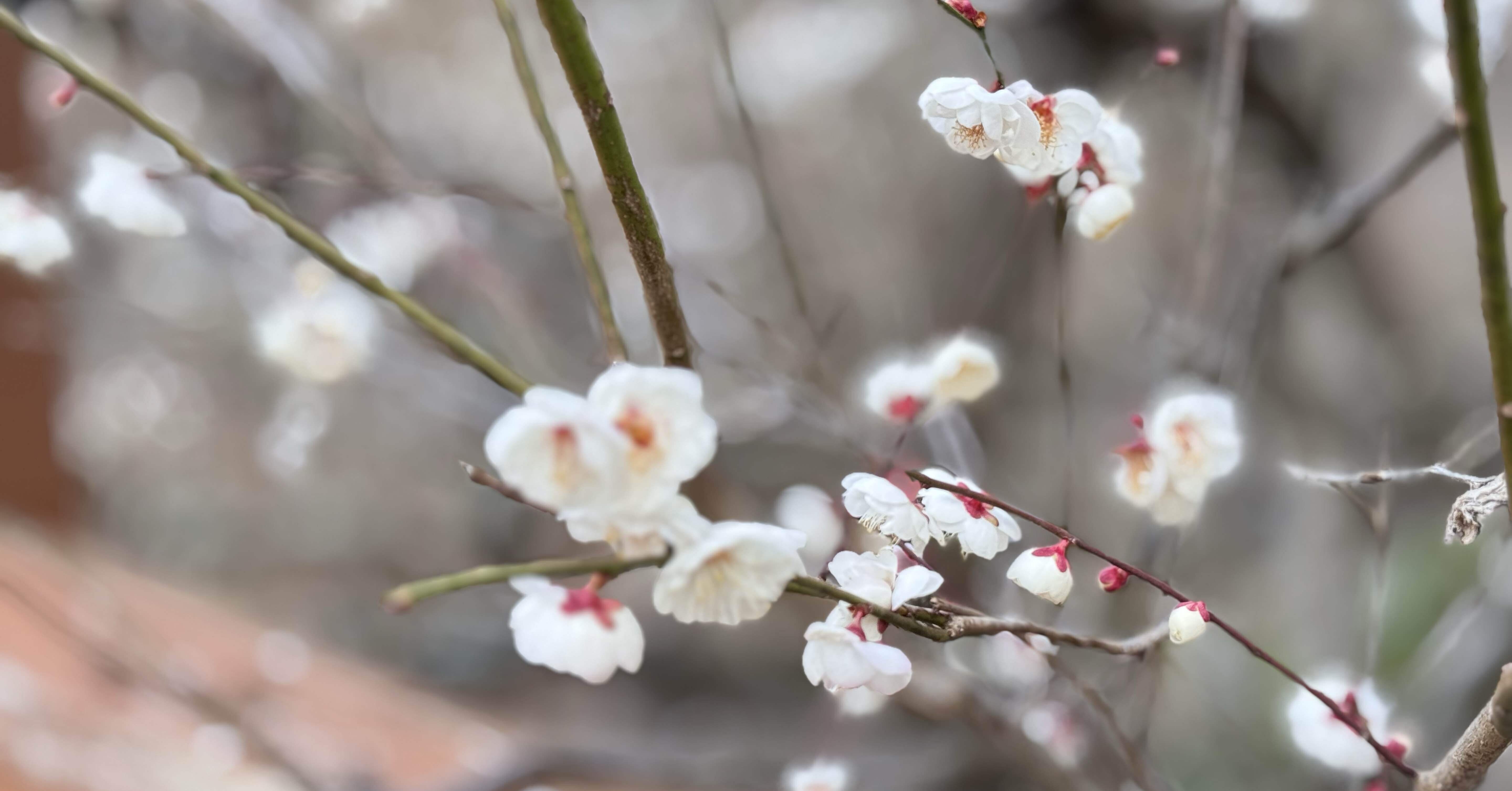 春告草｜村上木彫堆朱 藤井漆工