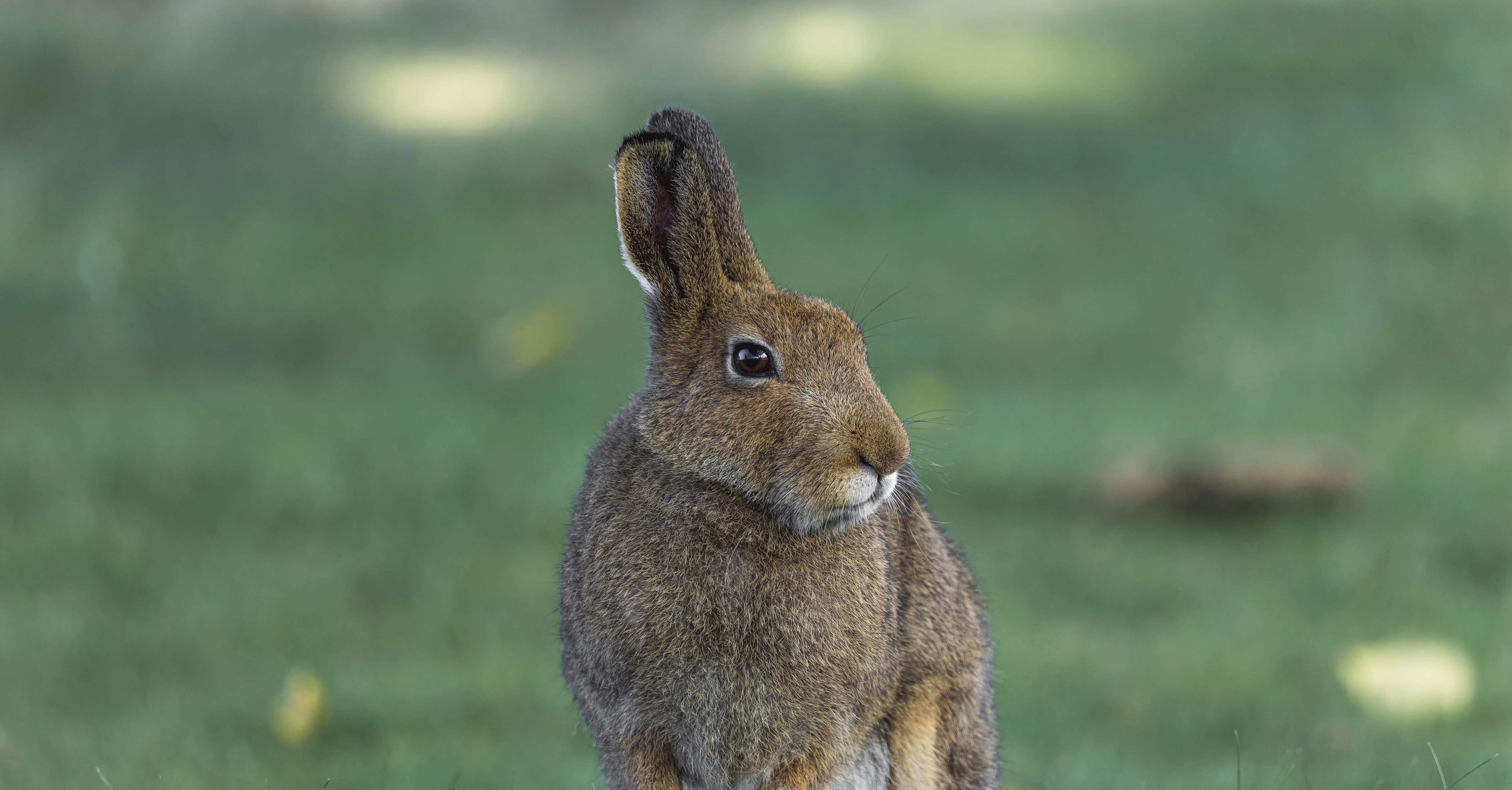 置き配・コンビニ・雪うさぎ｜せりふ三題噺｜fuff