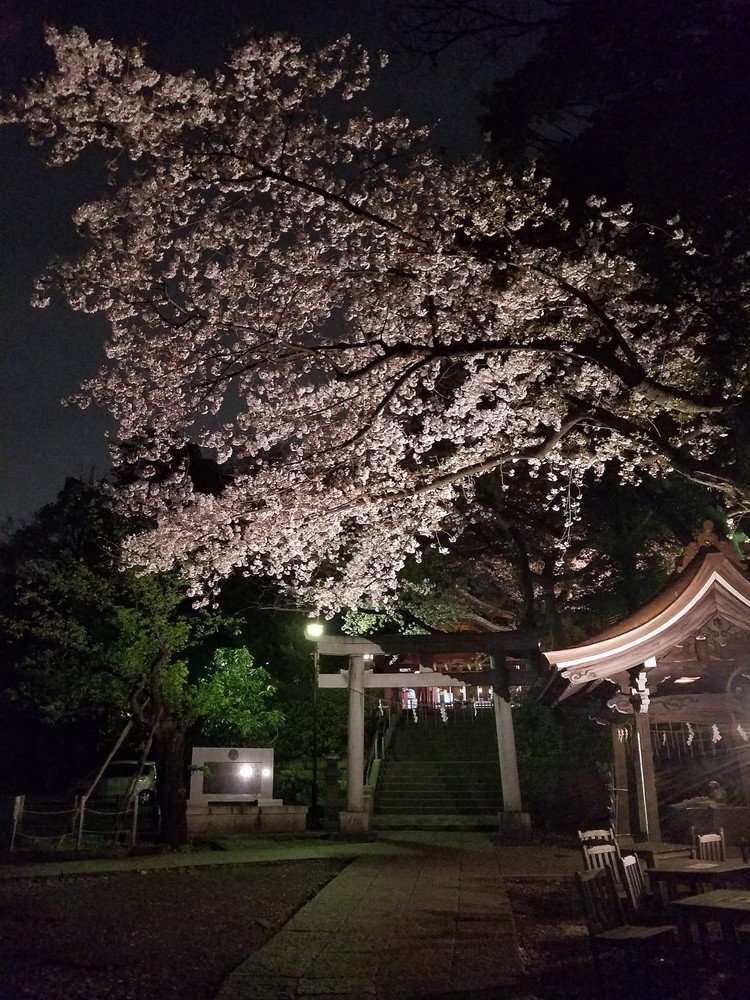 雪ヶ谷八幡神社　夜桜の頃